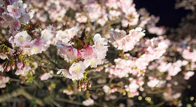 1月に満開になる 熱海桜 を知っているか 静岡の さわやか げんこつハンバーグライド 連載1 3