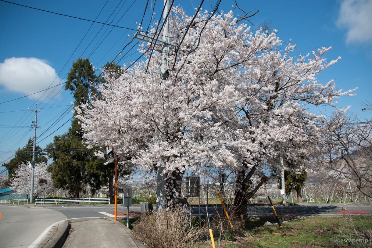 長野の桜