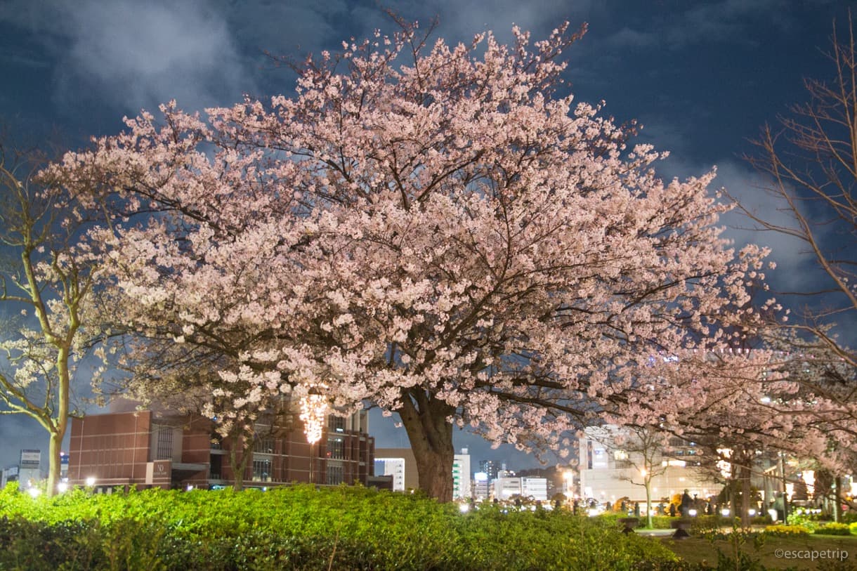 汽車道の桜