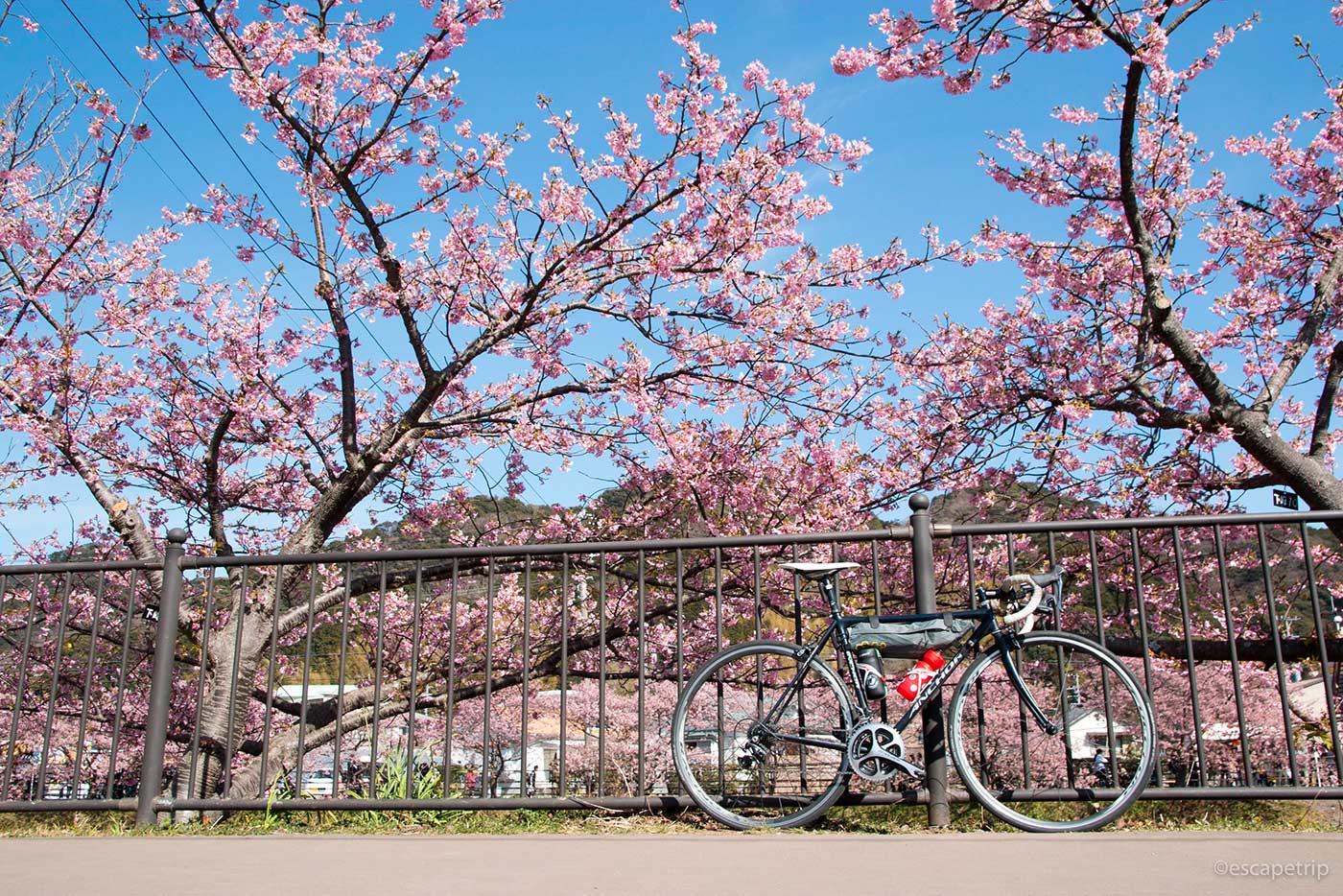 河津桜とロードバイク