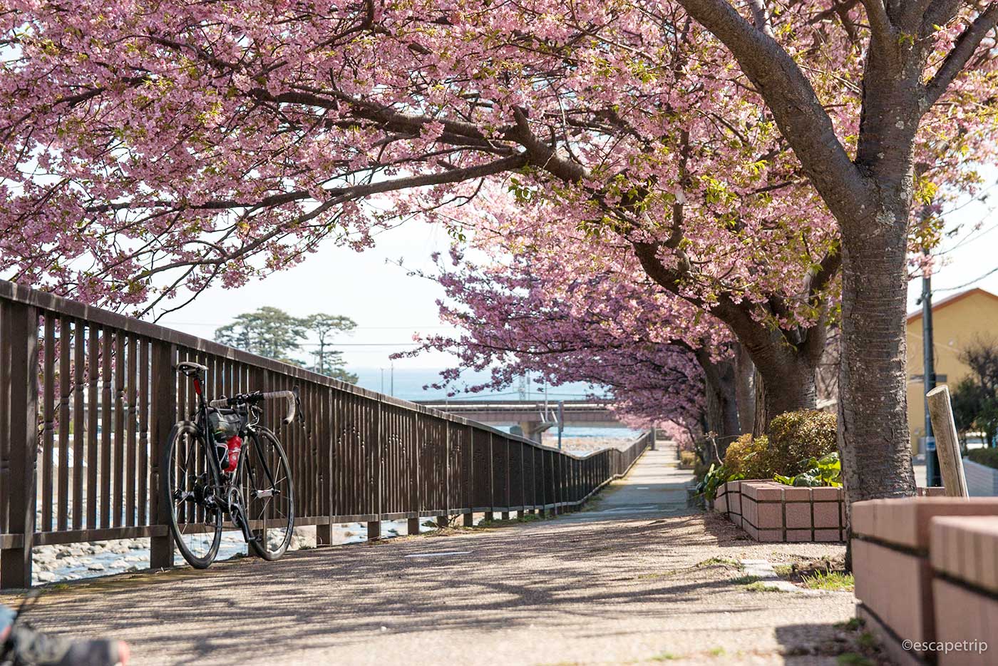 河津桜とロードバイク