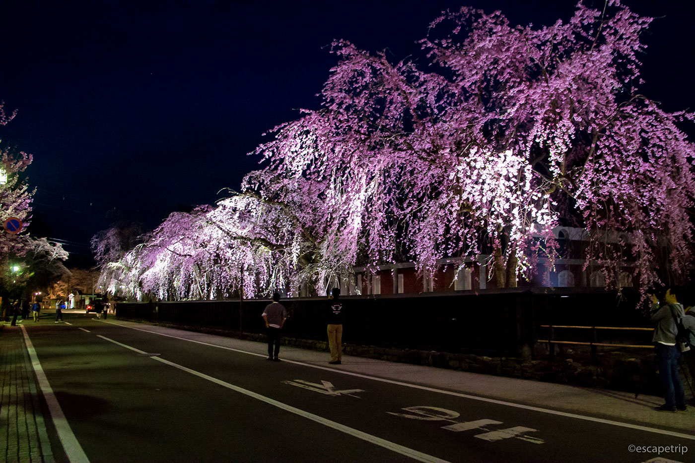 角館の夜桜