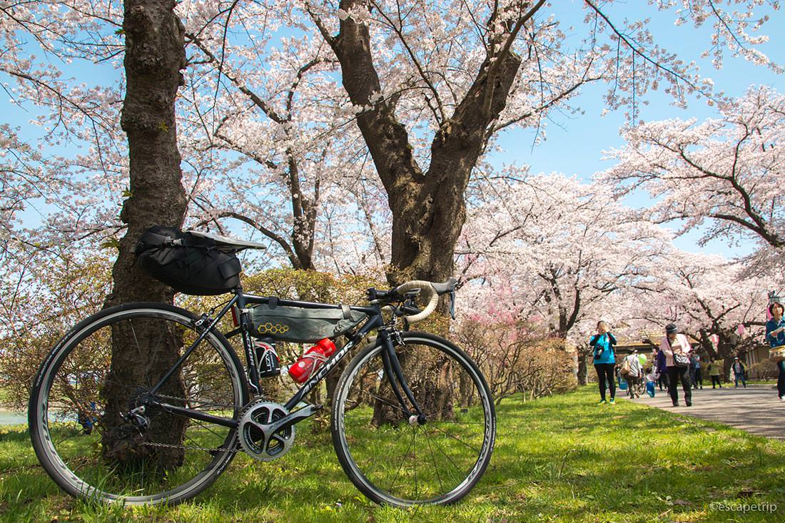 桜とロードバイク
