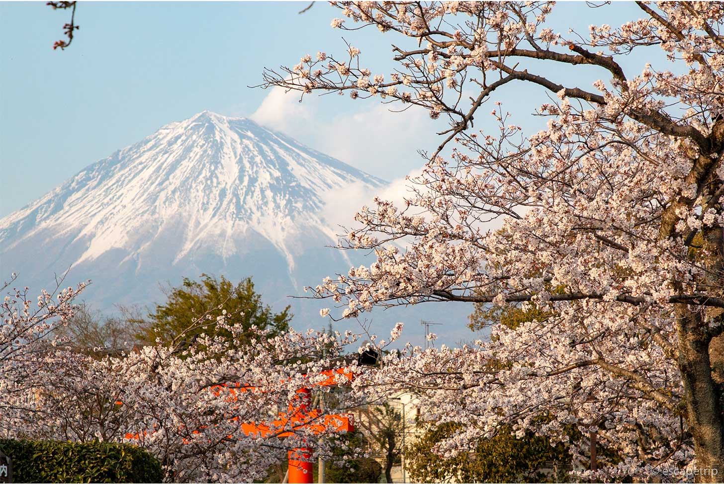 富士山と桜と神社