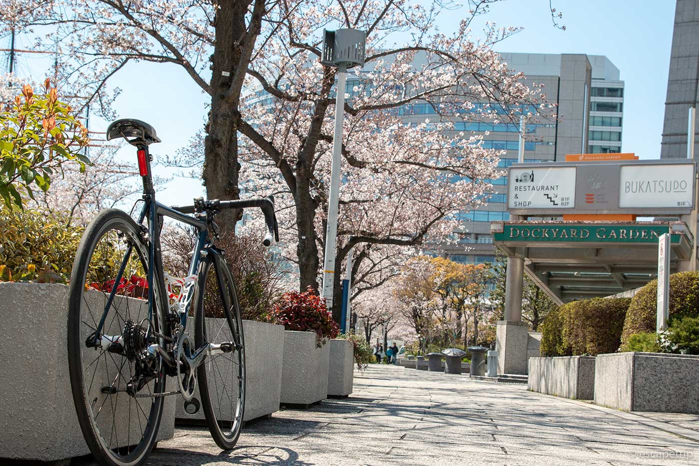 桜とロードバイク