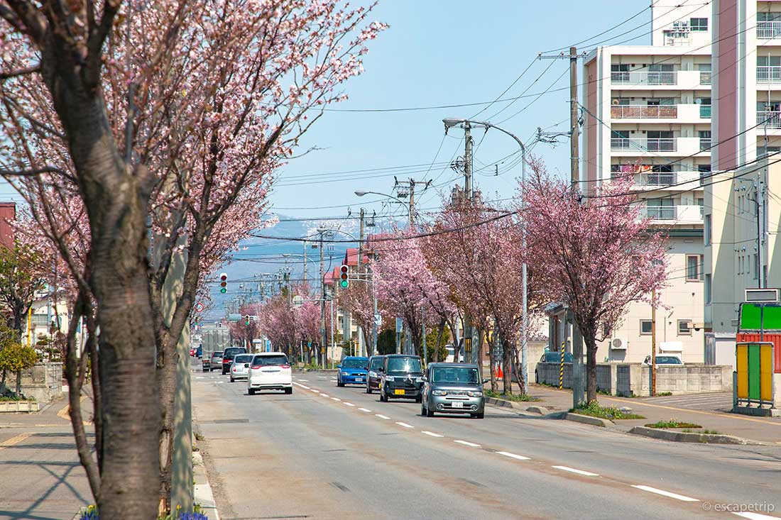北海道の桜