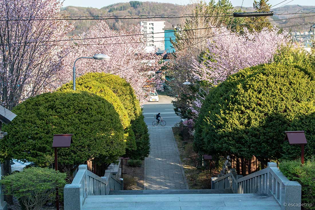 北見神社の桜