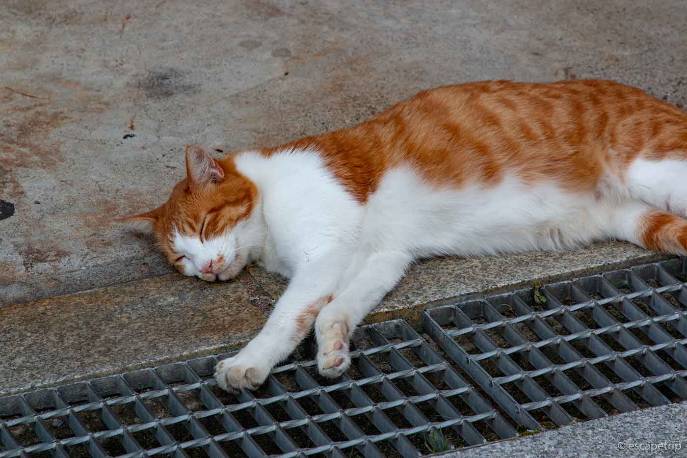 伊香保温泉の猫