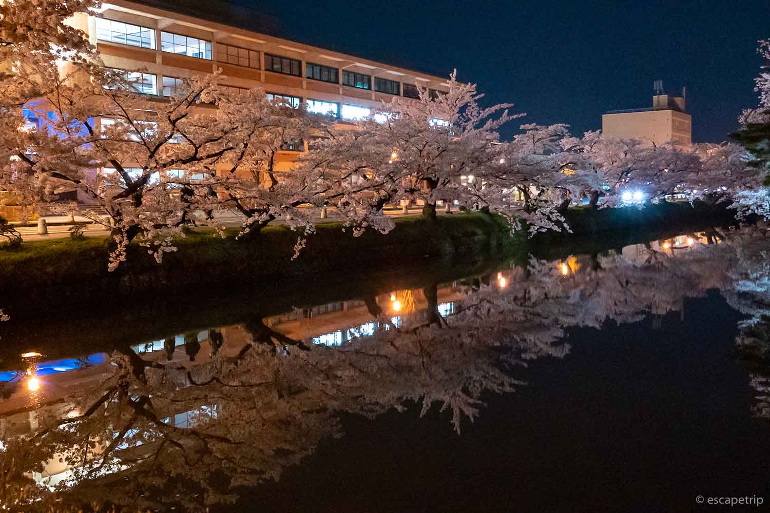 夜の弘前公園の桜