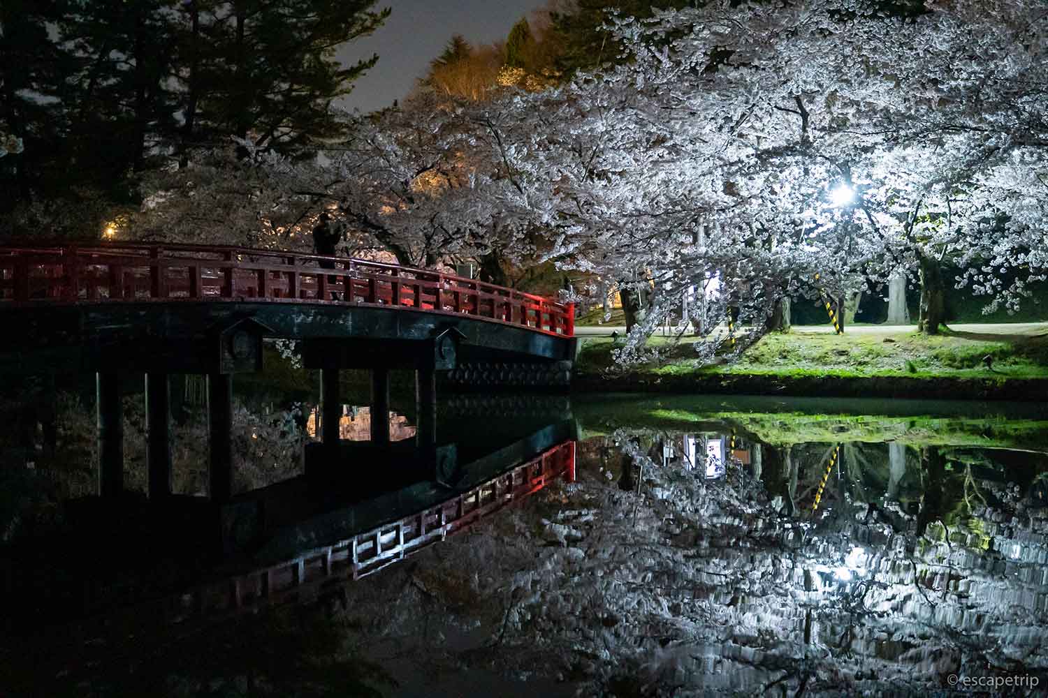 夜の弘前公園の桜