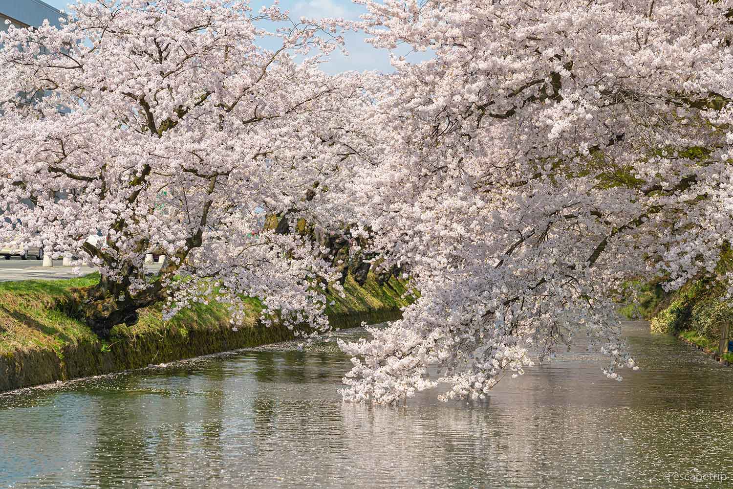 弘前公園の東の外濠と桜
