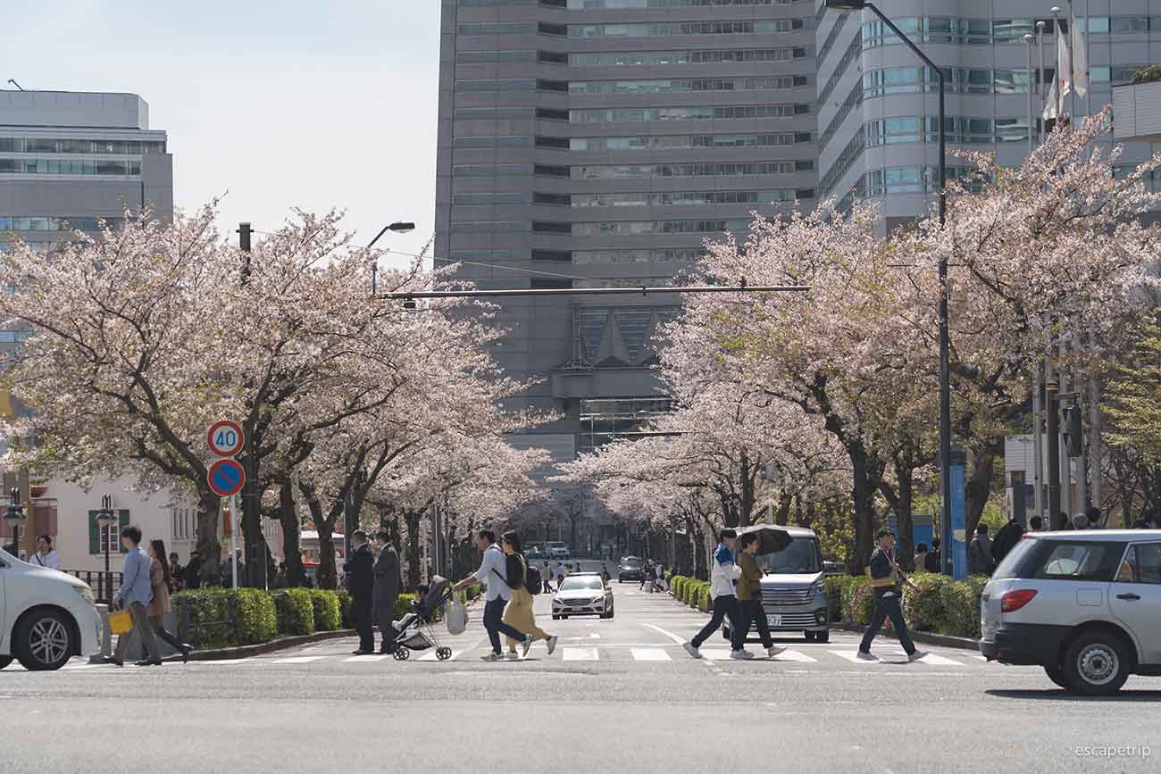 横浜みなとみらいのさくら通りの桜