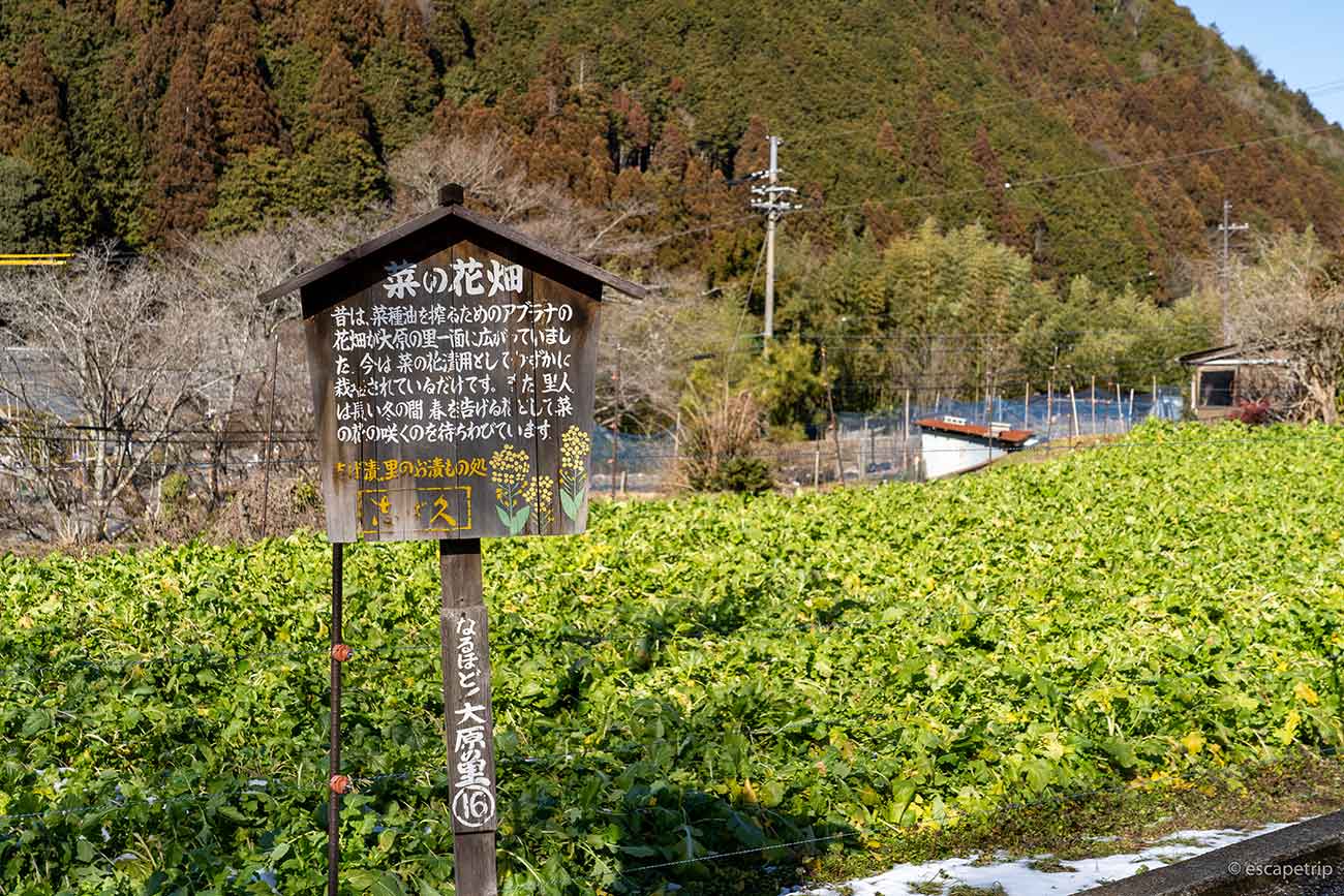 三千院の菜の花畑